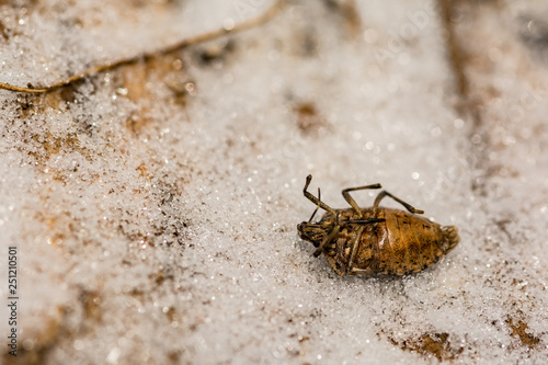Εκτύπωση καμβά Brown Marmorated Stink Bug killed from extreme cold temperatures during hibernat