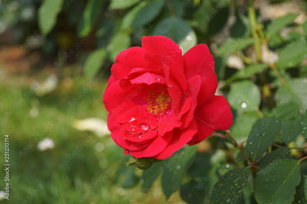 Blume,natur,sommer,frühling,wasser,erde,blüte,blüten, Blume,natur,sommer,frühling,wasser,erde,blüte,blüten,