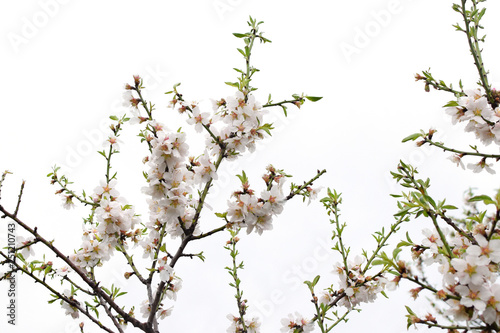 almond tree flowers raindrops