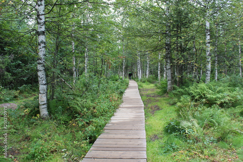 Fototapeta premium wooden path to the forest for tourists