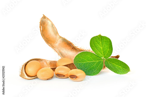 Soybean seeds with soy leaf on white background photo