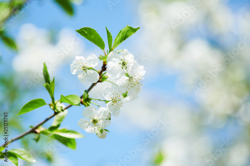 cherry tree flowers blossom © Kadmy