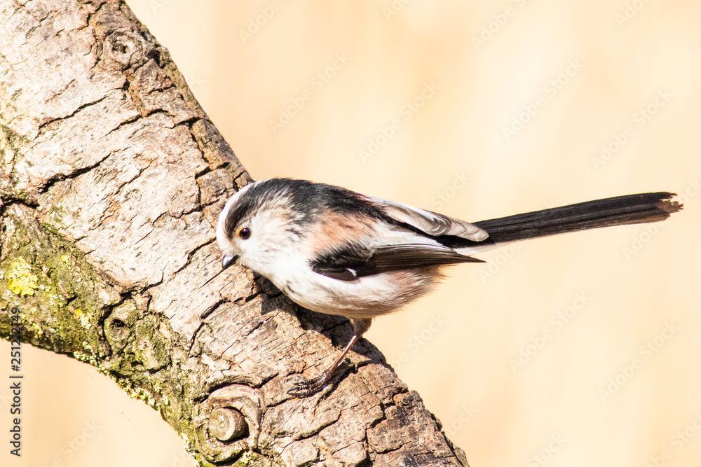 Naklejka premium Long Tailed Tit, Aegithalos caudatus, perched on a branch