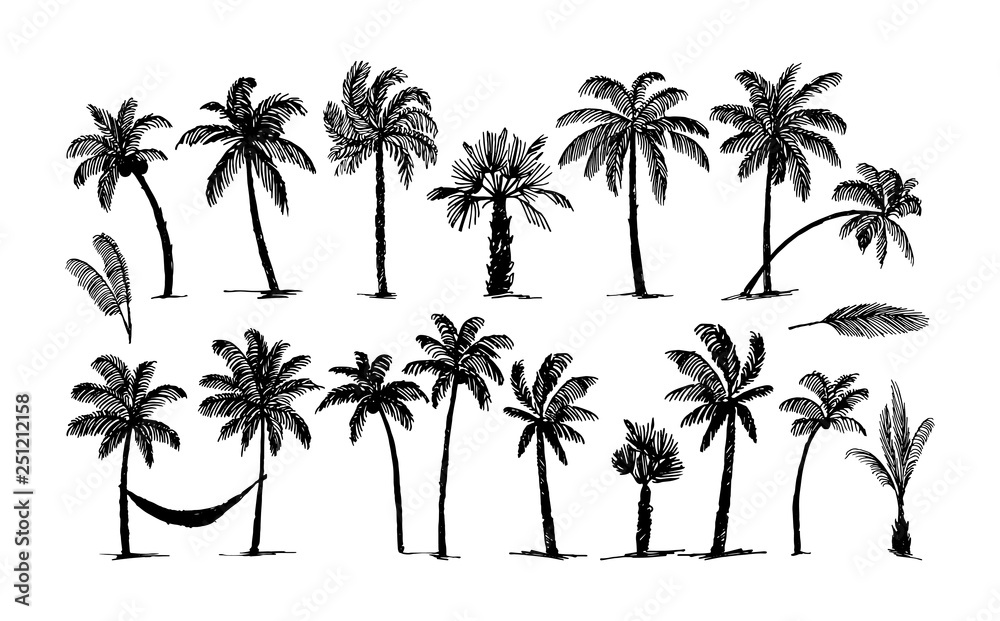 Φωτογραφία Vector Hand drawn sketch of palm logo illustration on white background