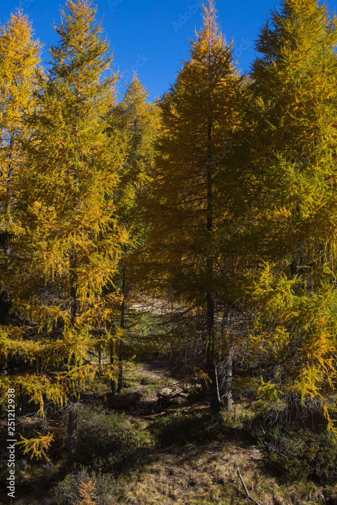 Fototapeta premium Lärchen in den Südtiroler Bergen