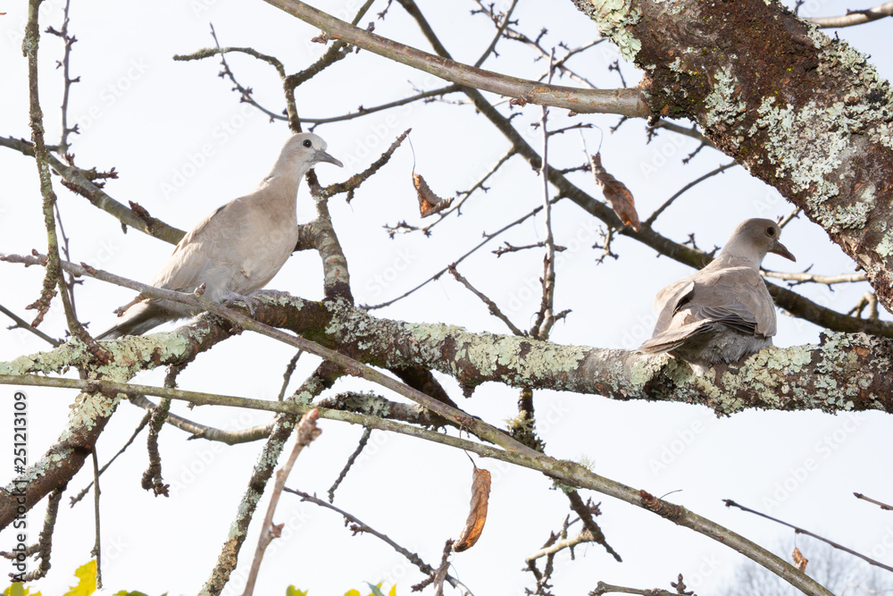 Turtledove on a branch of a silver poplar Eurasian Collared Dove (Streptopelia decaocto) Turtledove on a branch of a silver poplar Eurasian Collared Dove (Streptopelia decaocto)