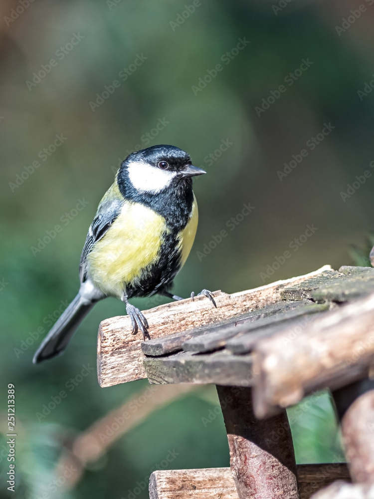 Fototapeta premium Eine Kohlmeise auf dem Futterhaus