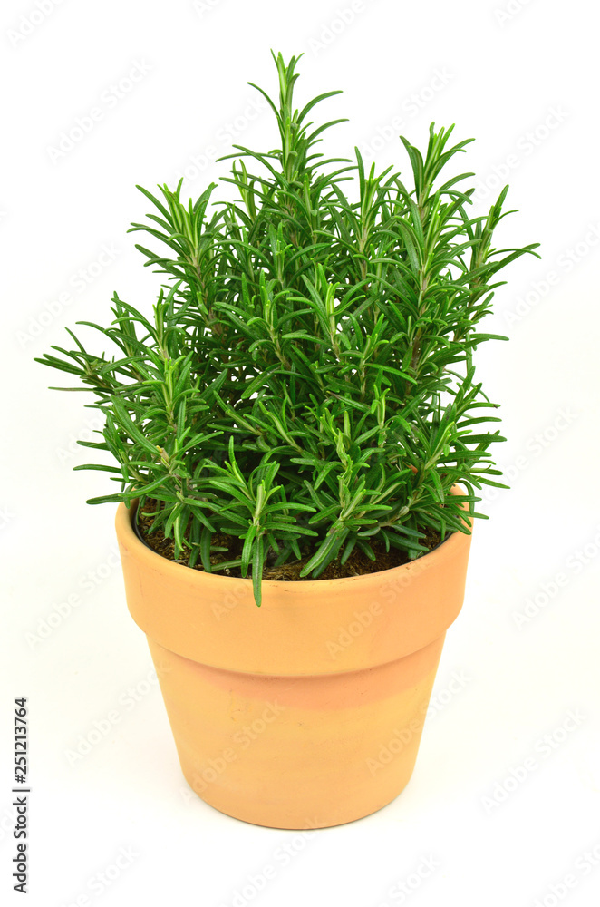 Rosemary Tree in Terracotta Pot on white background. Rosmarinus officinalis isolated. Rosemary Tree in Terracotta Pot on white background. Rosmarinus officinalis isolated.