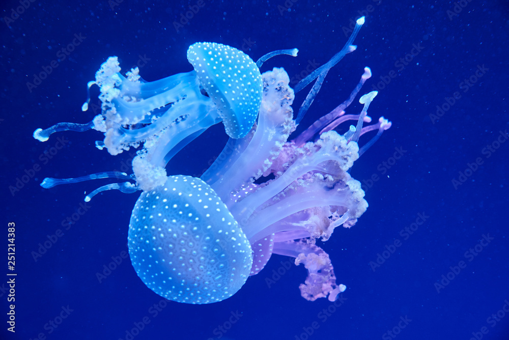 Australian spotted jellyfish (Latin Phyllorhiza punctata) in a