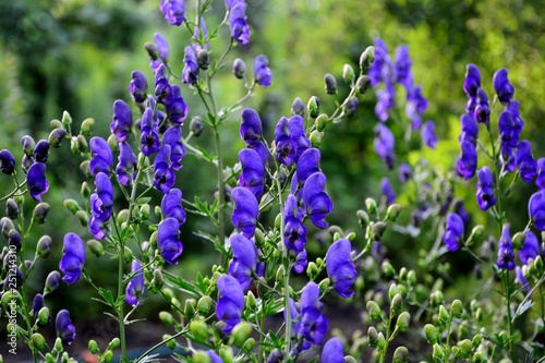 Poisonous, but beautiful аconite - a healing plant in the summer garden close-up.