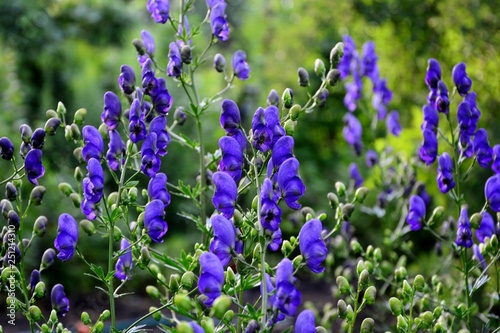 Poisonous  but beautiful   conite - a healing plant in the summer garden close-up.