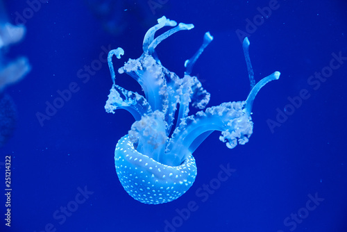 Australian spotted jellyfish (Latin – Phyllorhiza punctata) in a plankton cloud photo