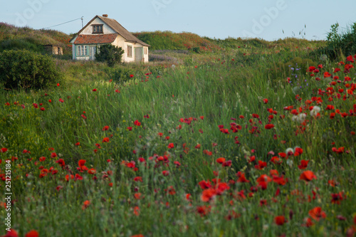 detached country house in the field of flowering poppies
