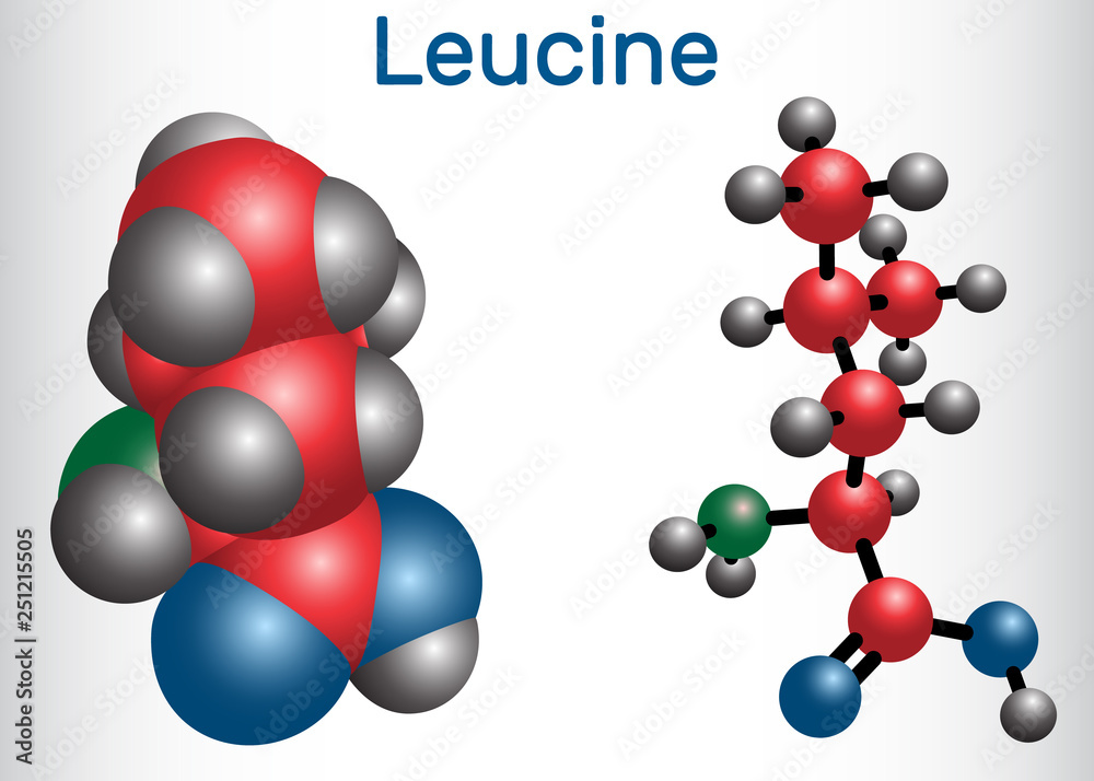 Leucine ( L- leucine, Leu, L) molecule. It is essential amino acid. Molecule model Leucine ( L- leucine, Leu, L) molecule. It is essential amino acid. Molecule model