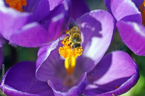 Eine Biene auf einem Frühlingskrokus