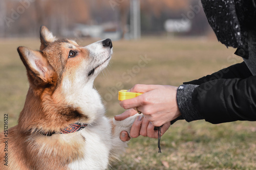 Welsh corgi pembroke dog giving a paw during positive clicker trainng