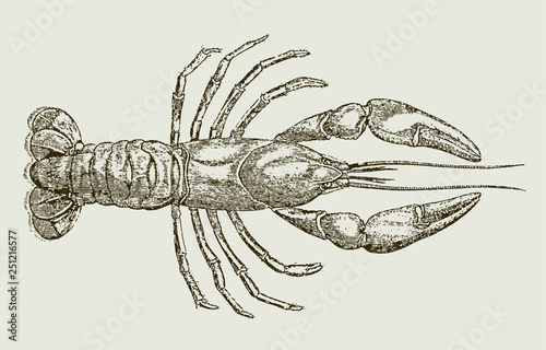 Parastacus brasiliensis, a freshwater crayfish from Brazil in upside view. Illustration after antique engraving from 19th century