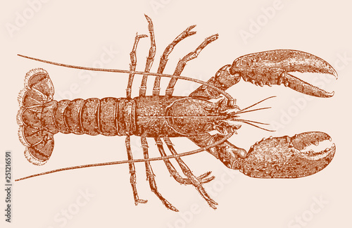 Norway lobster, dublin bay prawn nephrops norvegicus in top view. Illustration after antique engraving from 19th century photo