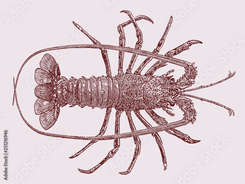 Threatened European spiny lobster palinurus elephas in top view, after antique engraving from 19th century