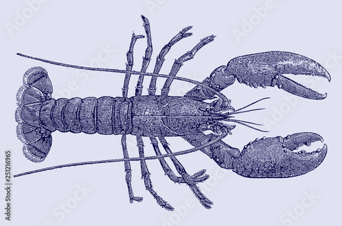 European common lobster homarus gammarus. Illustration after antique engraving from 19th century
