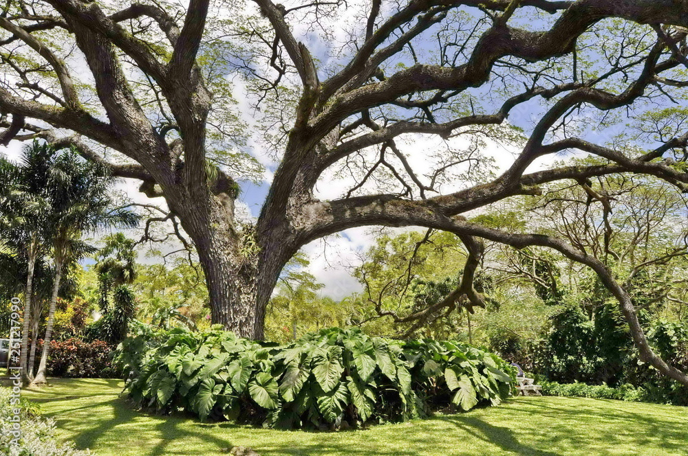 Trees in the Garden in St. Kitts Trees in the Garden in St. Kitts