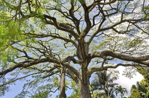Trees in the Garden in St. Kitts