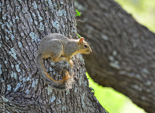 Fox Squirrel  Sciurus niger  Alerts to Danger