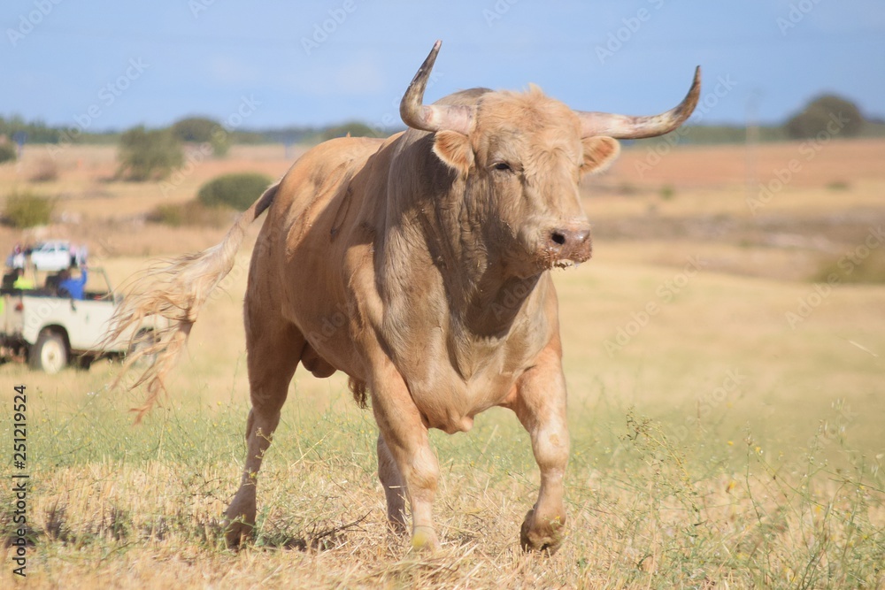 toro español