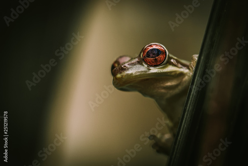 Frog Eye © Gregory
