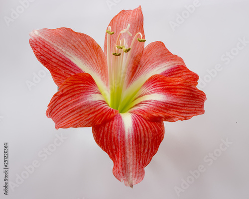 Isolated large red flower of amaryllis hippeastrum