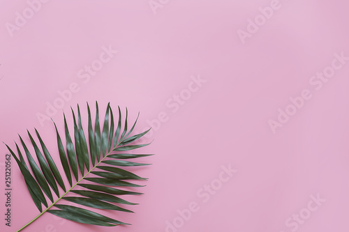 green leaf on a pink background