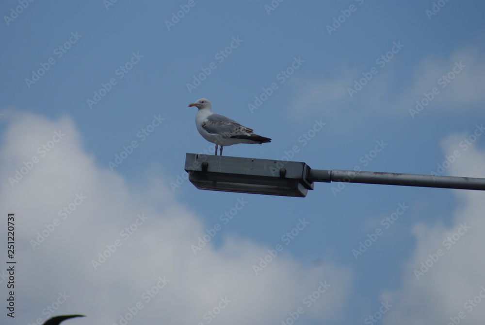 vogel,fliegen,wasser,feder,natur,freiheit,sonne,schnabel