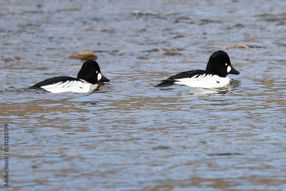 Fototapeta premium two ducks in water