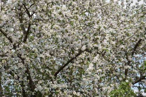 white flowers on tree