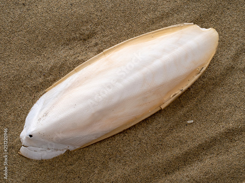 Found, natural Cuttlefish bone aka cuttlebone, the internal shell of cephalopod. On sand. Fed to pet birds.