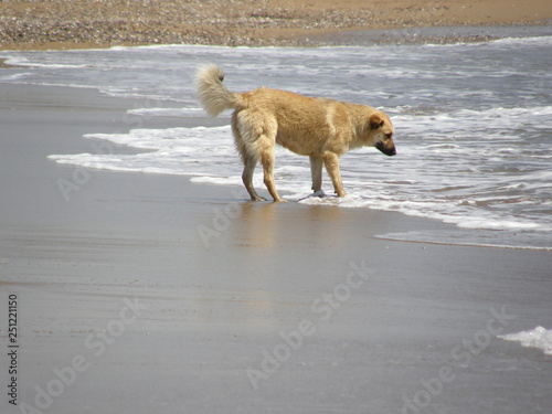 Hund,Leben.natur,sonne,haare,pelz,bellen,wasser,urlaub,freude