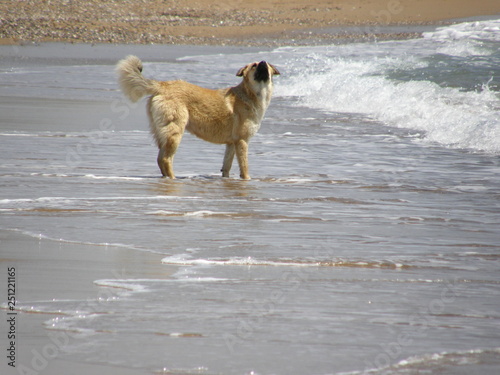Hund,Leben.natur,sonne,haare,pelz,bellen,wasser,urlaub,freude