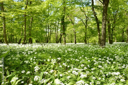 Fototapeta Naklejka Na Ścianę i Meble -  spring in the park forest