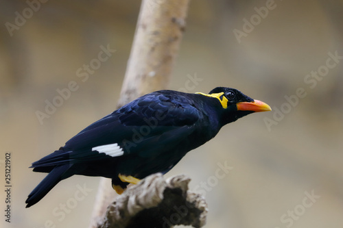 Full body of common hill myna on the branch photo