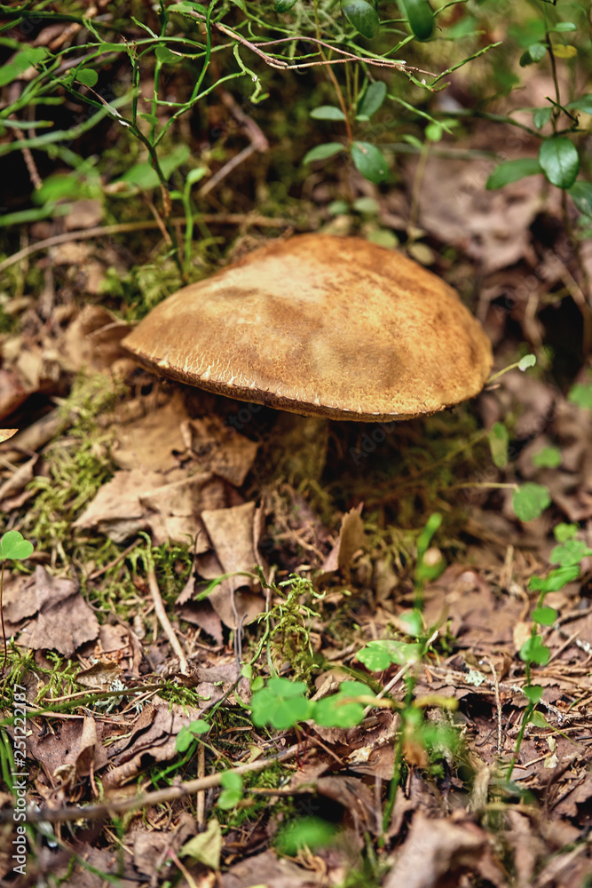 Close-up view of mushroom on the ground in the forest, purposely blurred Close-up view of mushroom on the ground in the forest, purposely blurred