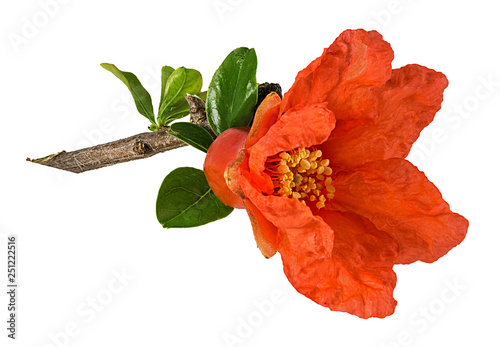 Fresh pomegranate flower isolated on white background with clipping path photo