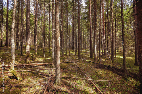 Beautiful landscape of pine forest in summer day. The tall trees of the pine trees growing in the old forest.