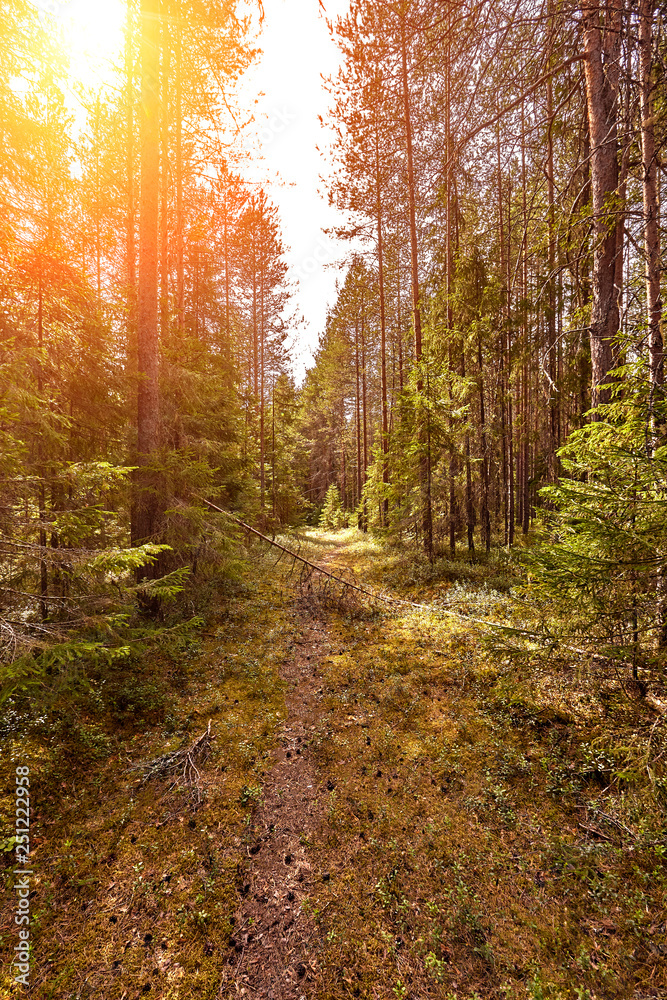 Obraz premium Forest road under sunset sunbeams. Lane running through the summer deciduous forest at dawn or sunrise.