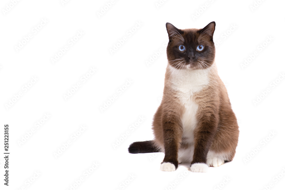 Portrait brown snowshoe Siamese fat cat sit on a floor and looking at the camera. Isolated on white