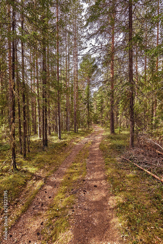 Forest road under sunset sunbeams. Lane running through the summer deciduous forest at dawn or sunrise.