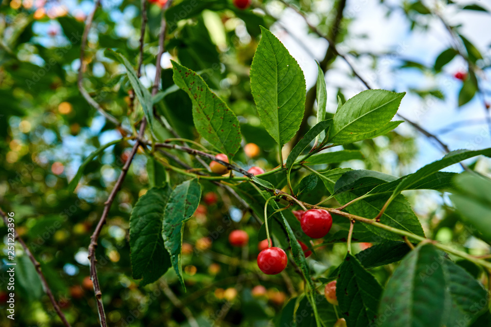 fresh cherries hanging on tree