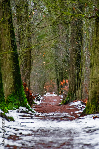 Wald