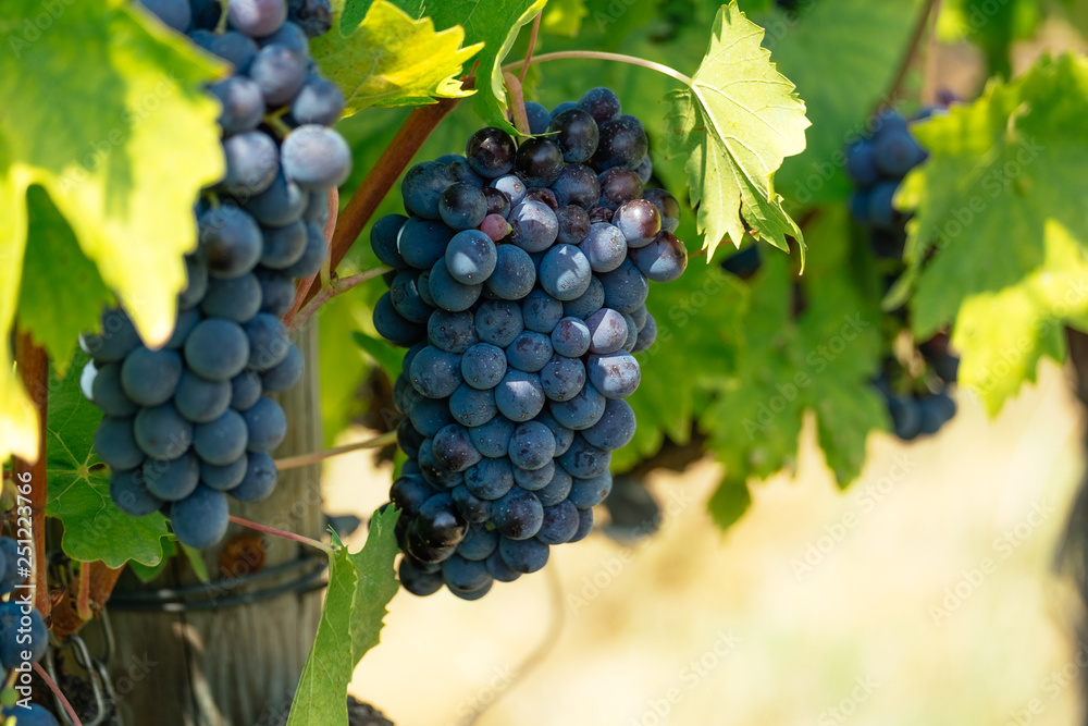 Fototapeta premium Vineyards of Italy grape and winery on a sunny day in Tuscany. Italian wine making, summer outdoor landscape