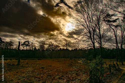 Wald