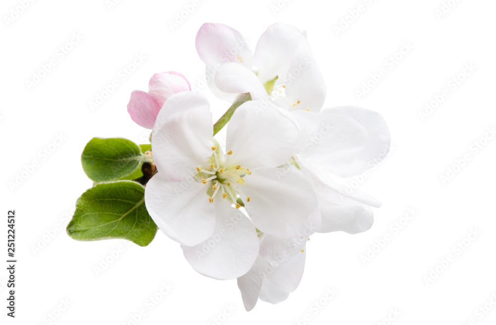 apple flower isolated